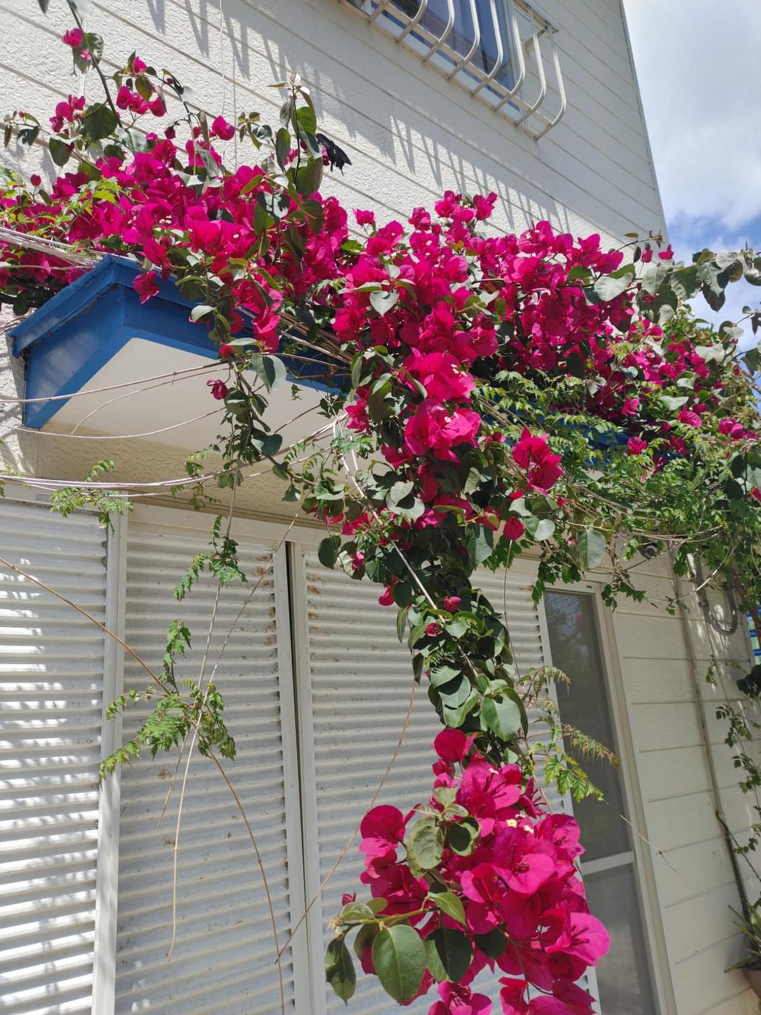 Guest House Churaumi Shimoda  Exterior foto