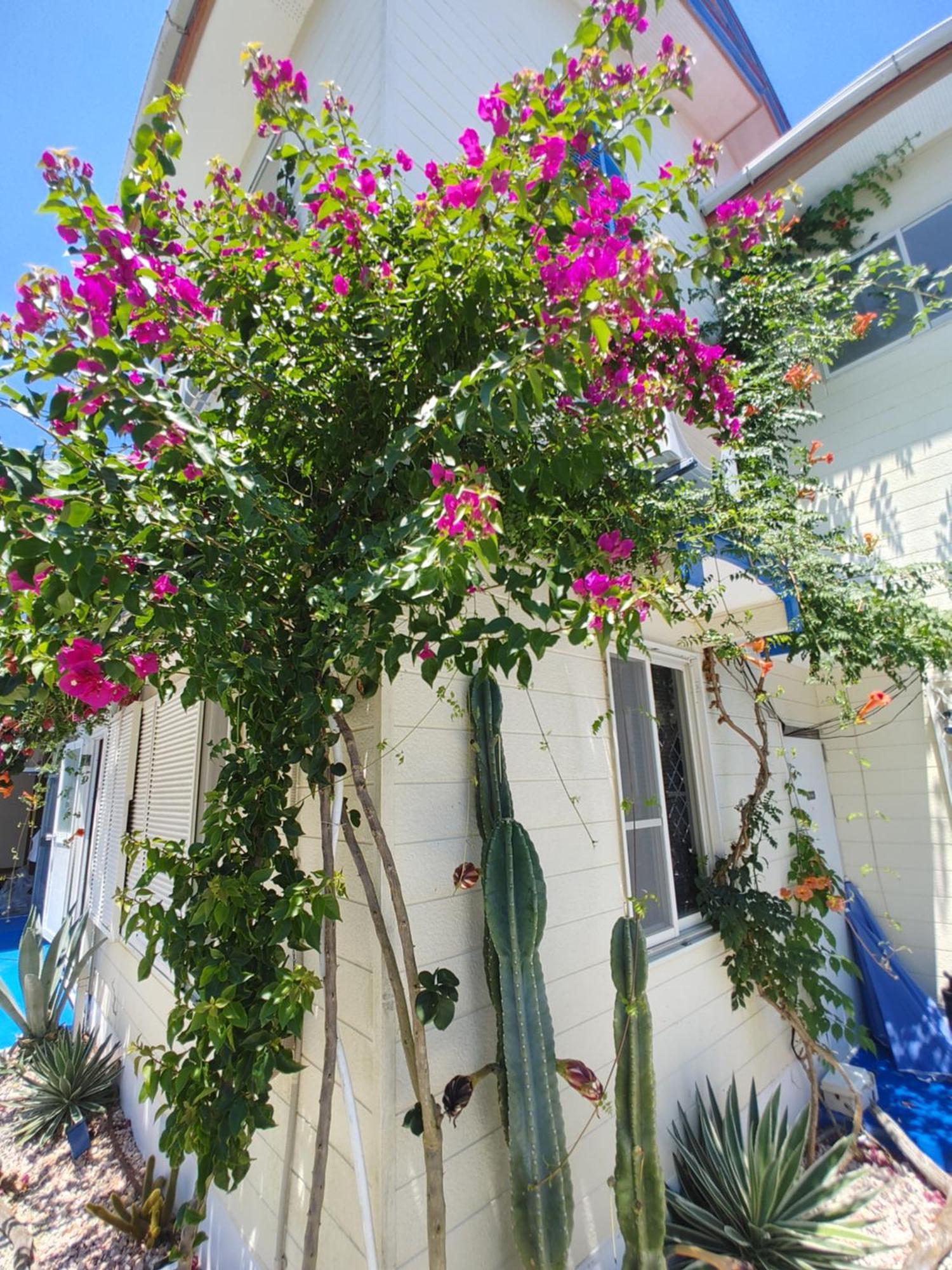 Guest House Churaumi Shimoda  Exterior foto